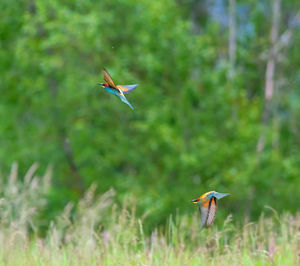 Bird flying over field