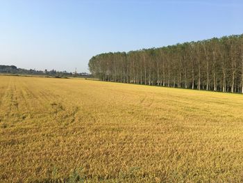 Scenic view of agricultural field against clear sky