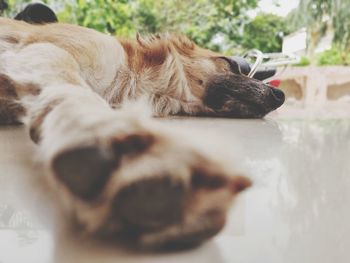 Close-up of a dog sleeping