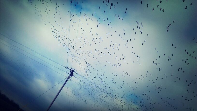 low angle view, bird, animal themes, animals in the wild, flying, wildlife, sky, silhouette, power line, flock of birds, cloud - sky, cable, cloud, nature, connection, outdoors, electricity, blue, no people