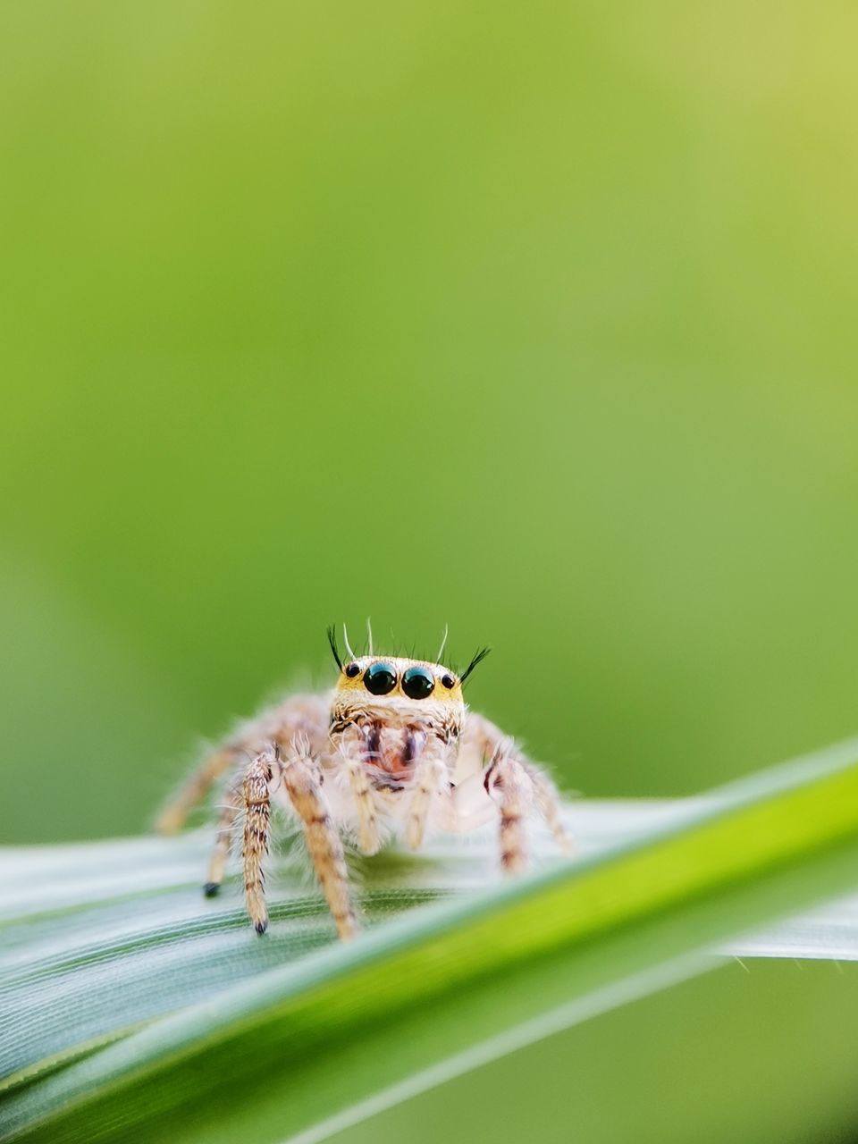 CLOSE-UP OF SPIDER ON WEB