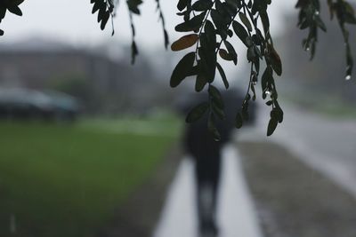 Close-up of hanging tree