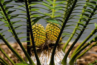 Close-up of palm trees growing on field