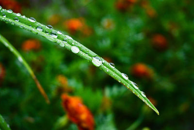 Close-up of wet plant during rainy season