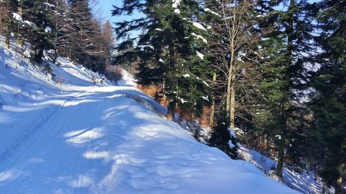 Trees on snow covered landscape