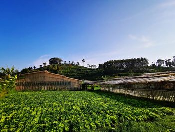 Plants growing on field by houses against sky