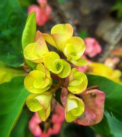 Close-up of flowers