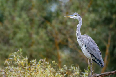 High angle view of gray heron perching on a land