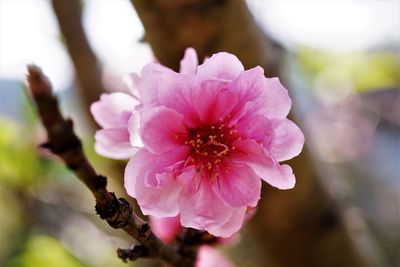 Close-up of pink flower