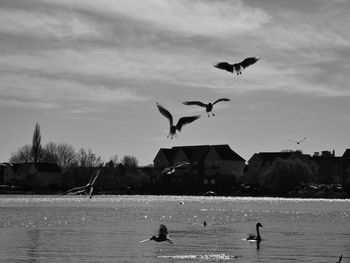 Birds flying over lake against sky
