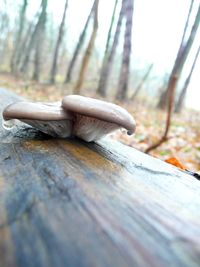 Close-up of wooden surface