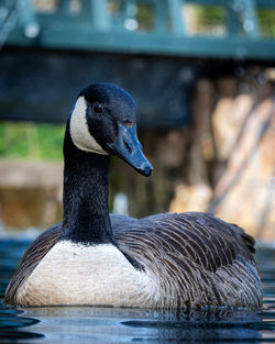 Close-up of a duck swimming in lake