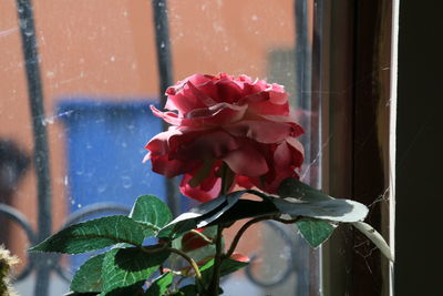 Close-up of red flowers blooming outdoors