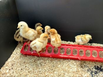 Close-up of ducklings on floor