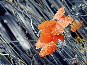 Close-up of autumn leaf