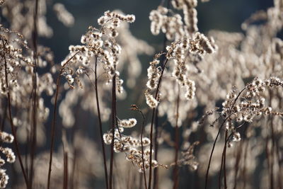 Close-up of wilted plant on field