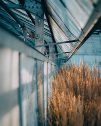 Dried plants by wall below roof