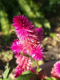 Close-up of thistle blooming outdoors