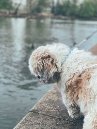 Dog looking into pond