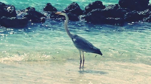 Bird in sea