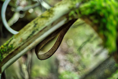 Close-up of plant against blurred background