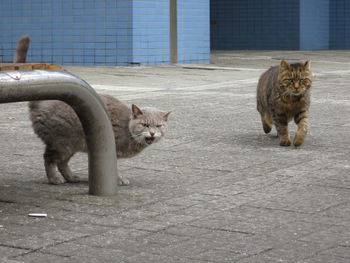 Cats on sidewalk by wall