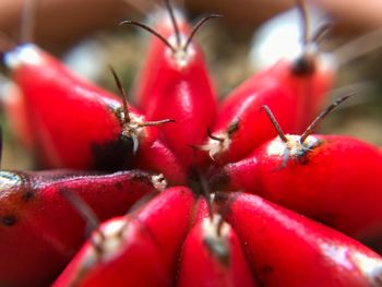 Close-up of red flower