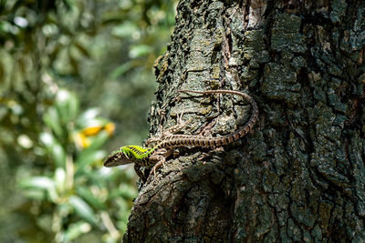 Close-up of lizard on tree trunk