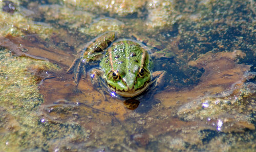 Close-up of frog in sea