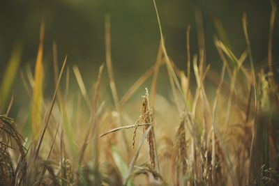 Close-up of plant growing in field