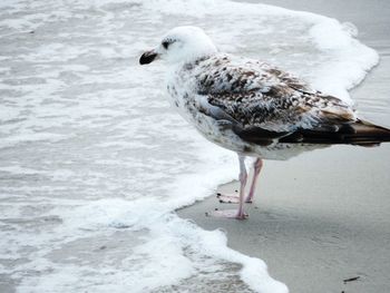 Side view of seagull on beach