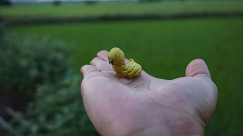 Close-up of hand holding leaf