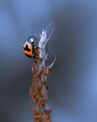 Close up image of ladybug on a grass with beautiful blue tones