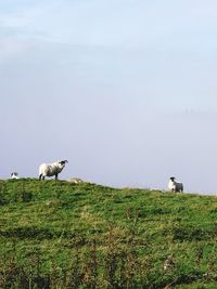 Birds perching on field against sky