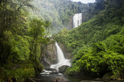 Scenic view of waterfall in forest