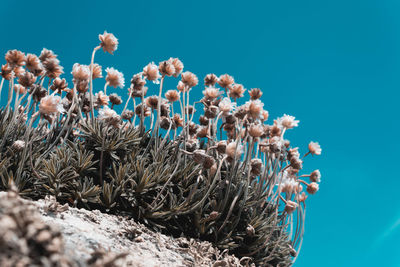 Low angle view of flowers in sea against blue sky