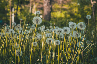 Close-up of flowering plants on field