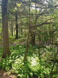 Trees in forest