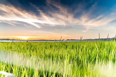 Scenic view of agricultural field against sky during sunset