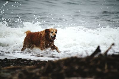 Dog running on wet shore