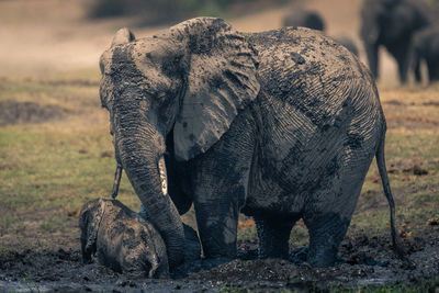 Elephant drinking water