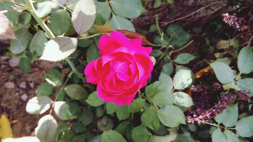 Close-up of pink rose