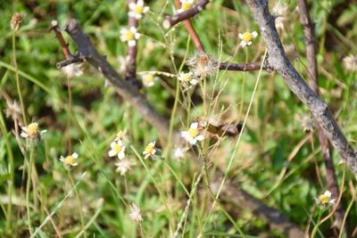 Insect on plant