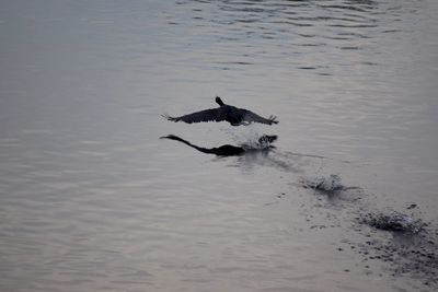 View of birds in water