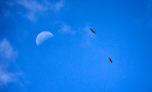 Low angle view of eagle flying against blue sky