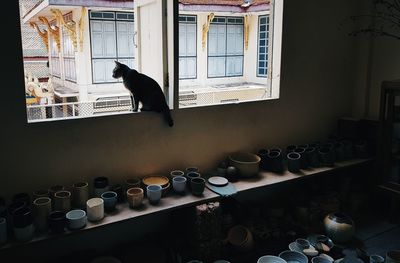 Black cat sitting on floor at home