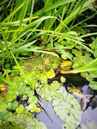 Close-up of frog on plant