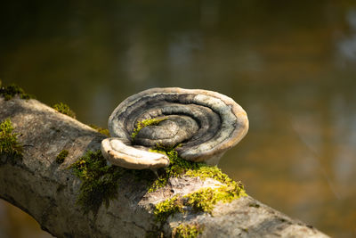 A beautiful polypore mushroom growing on the tree during autumn. natural woodlands scenery in latvia