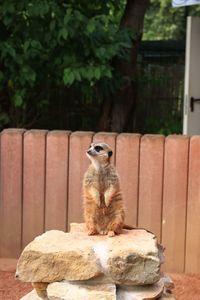 Lion sitting on rock against trees
