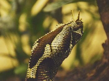 Close-up of lizard on tree